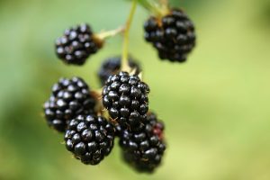 blackberry jam