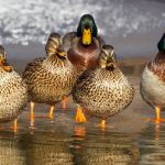 free family weekend - feed the ducks