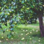 Pick your own apples