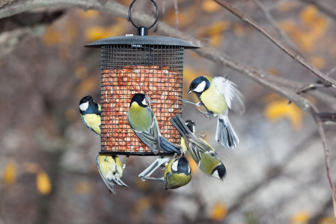 Great Tit on a bird feeder